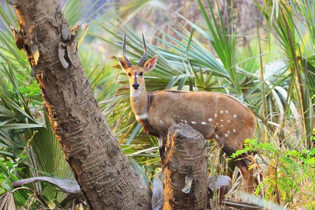 Bushbuck In Gorongosa National Park In Mozambique