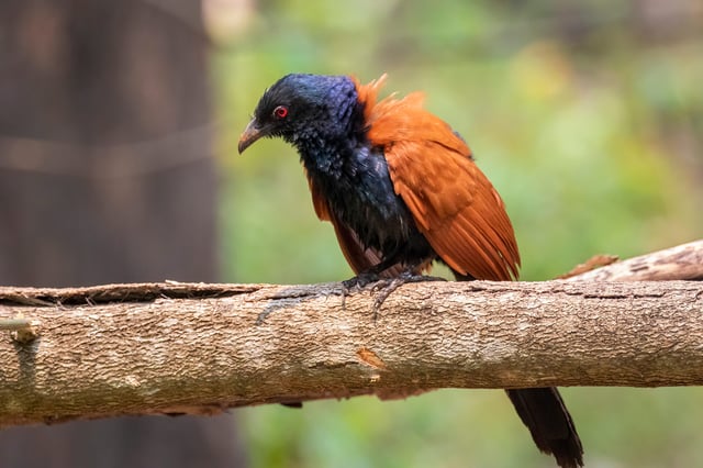 Green Coucal