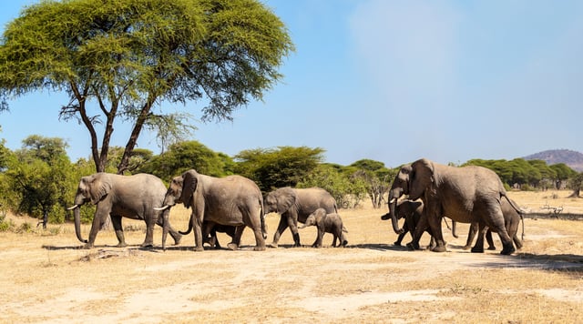 Group Of Elephants
