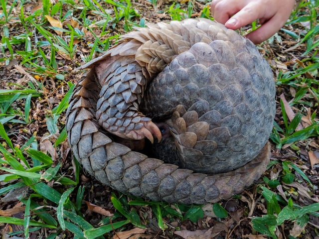 pangolin rolled up on grass
