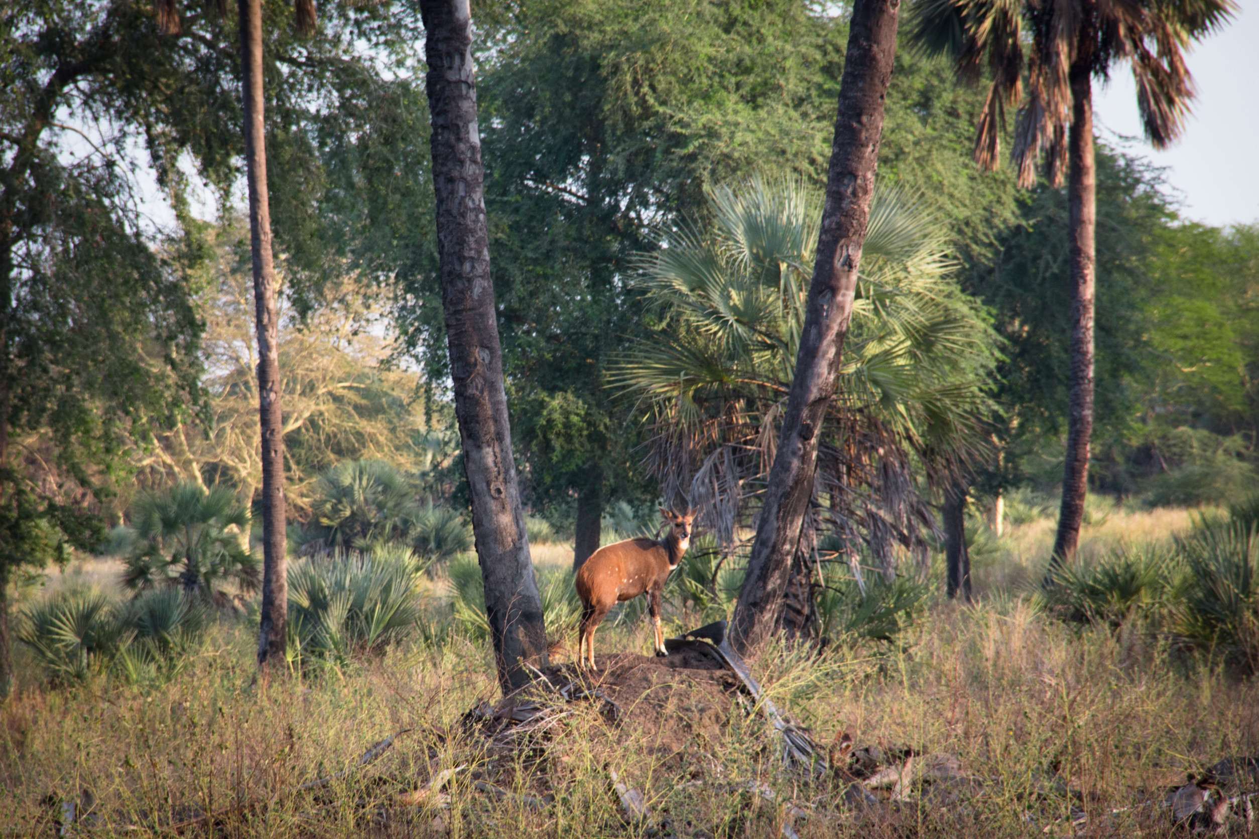 Antelope In The Gorongosa National Park