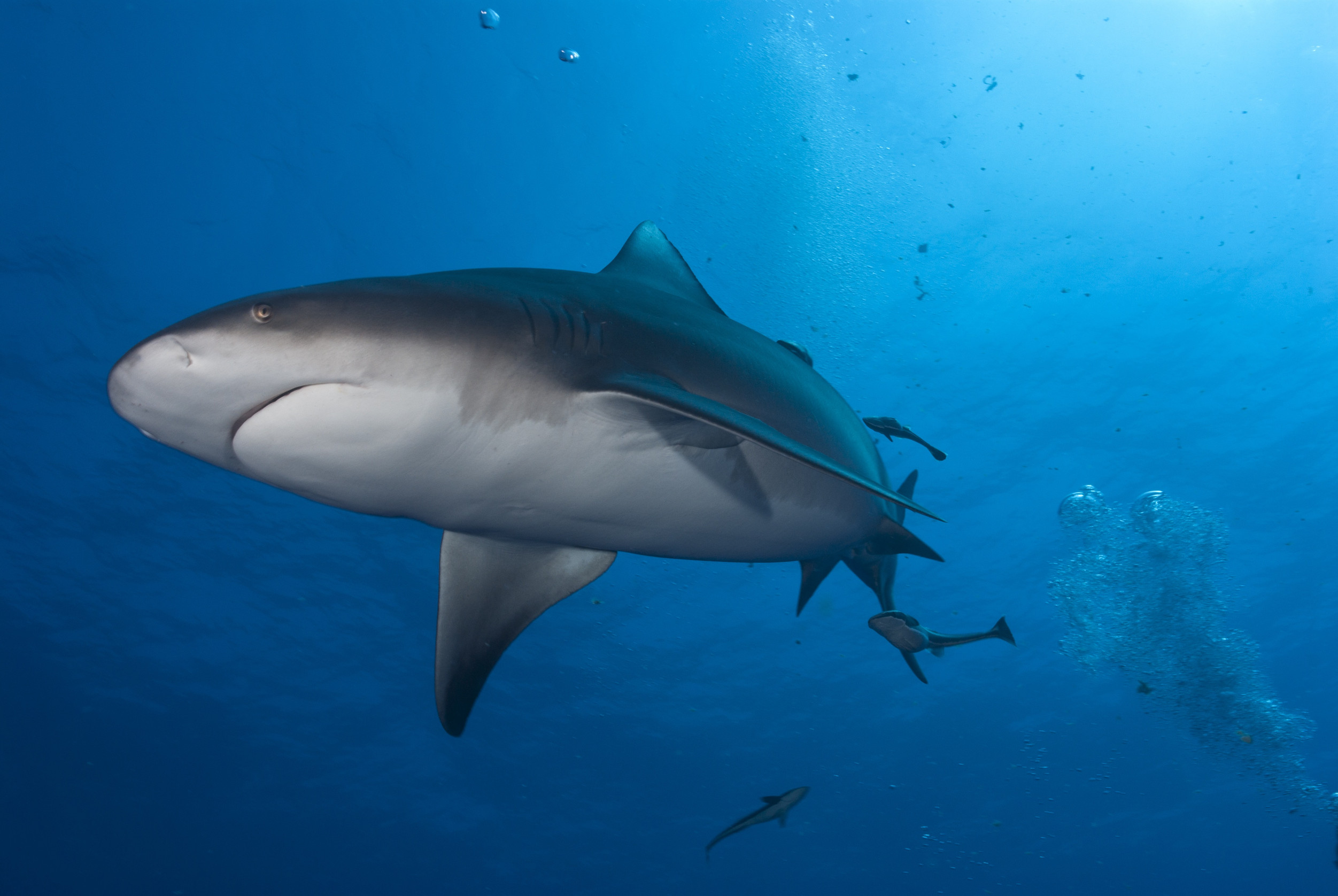 Bullshark Side On Ponto D Ouro Mozambique