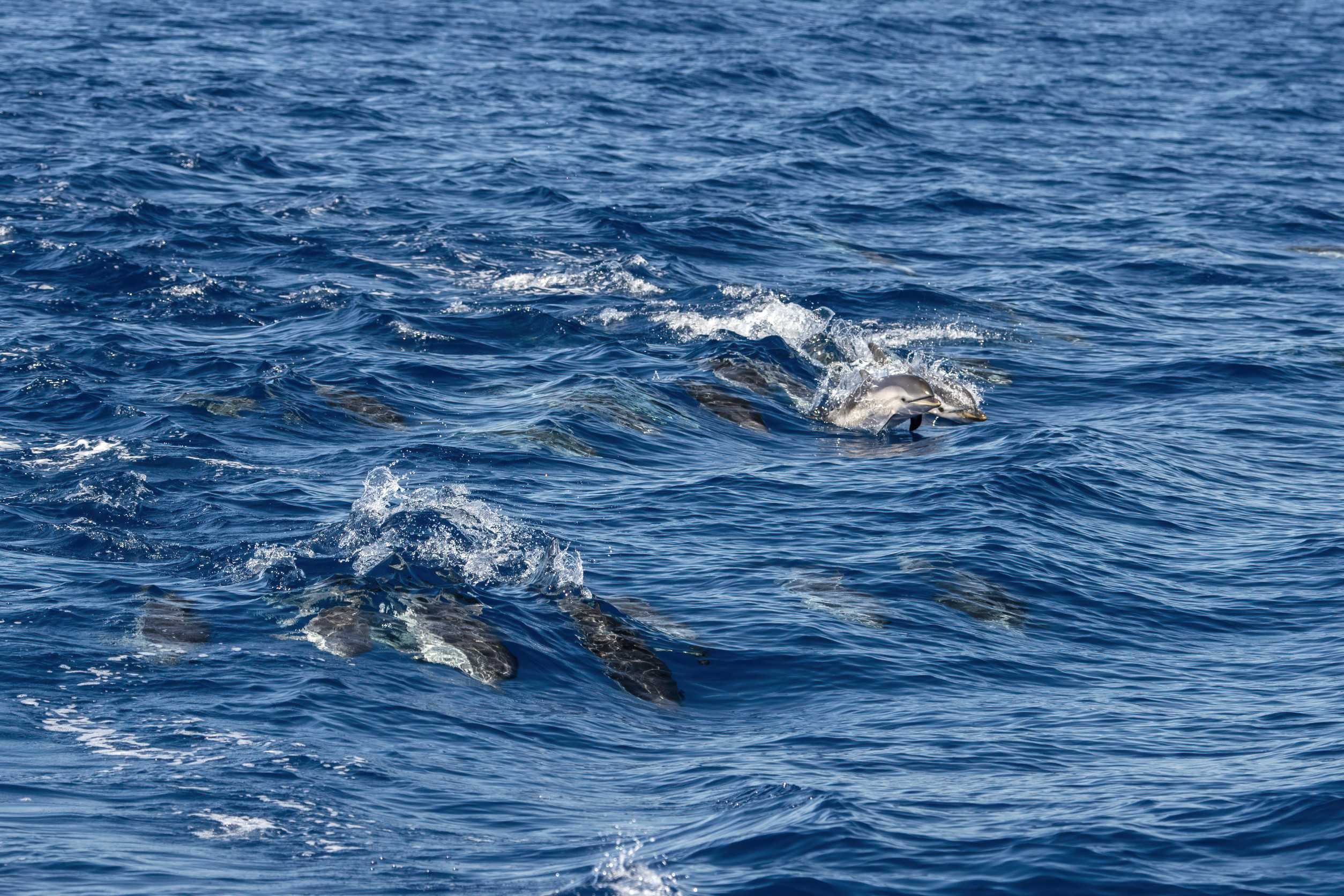 Dolphins swimming in ocean