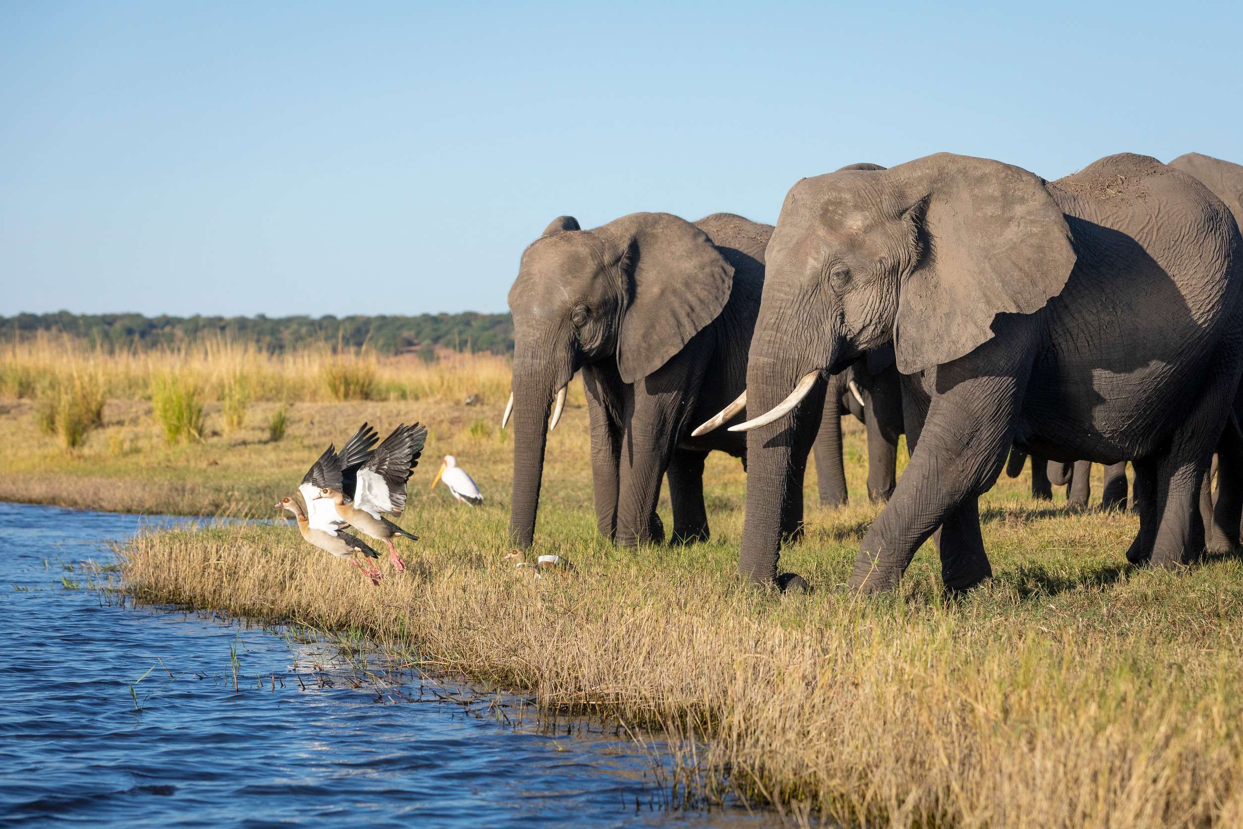 Family Of Elephants Walking To River Spooking Egyptian