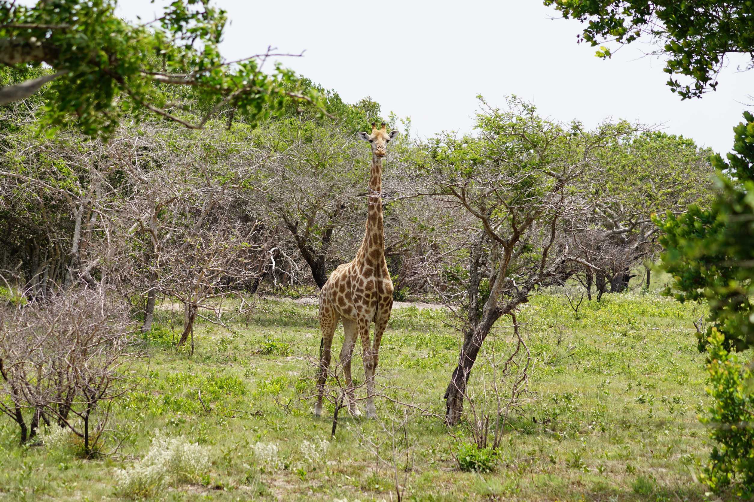 Giraffe In Maputo Special Reserve Mozambique