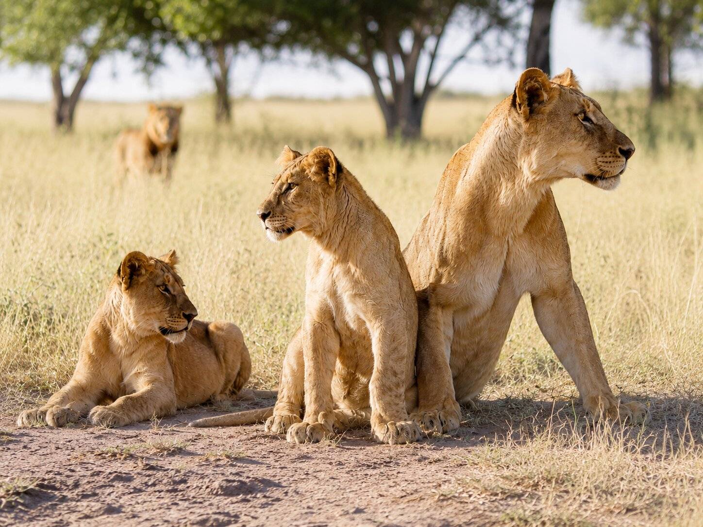 Lions In Gorongosa National Park