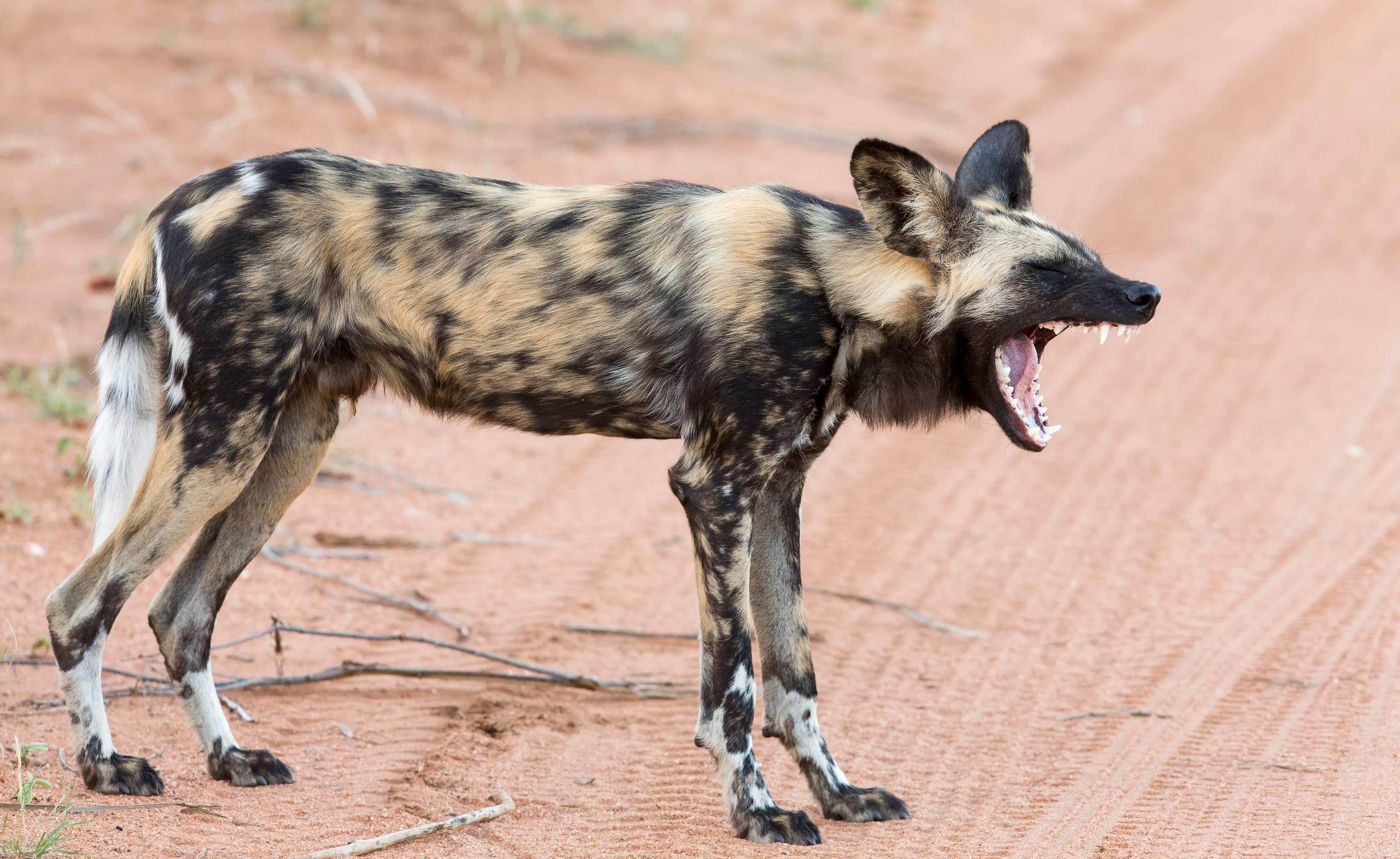 Lone African Wild Dog