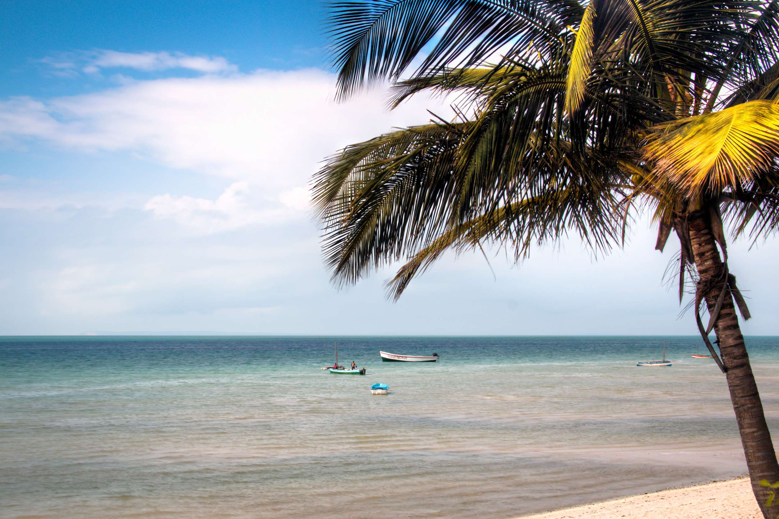Palm trees on Vilanculos beach, Mozambique